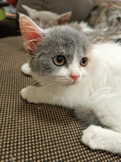 Mochî - British Shorthair Cat