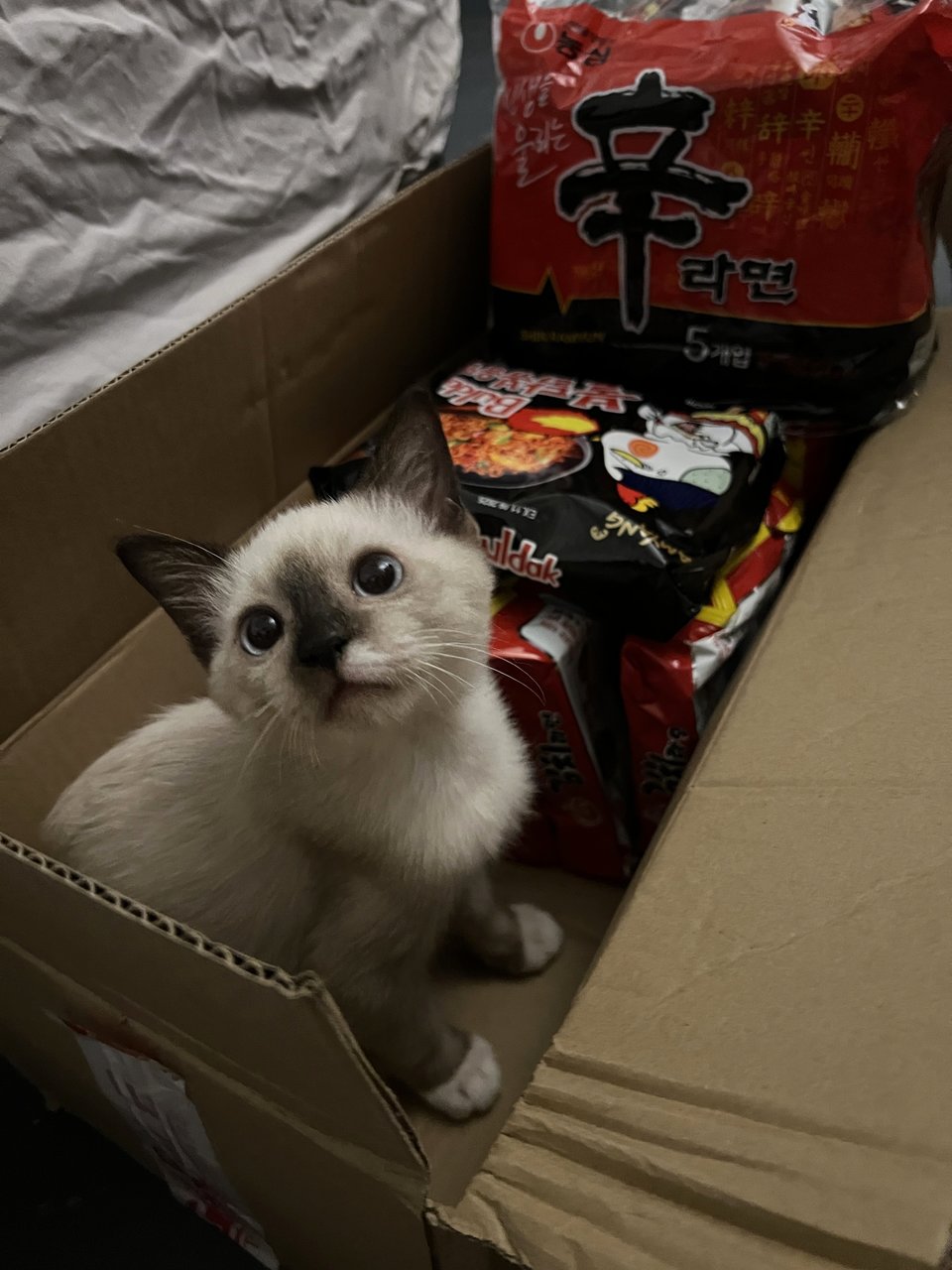 Xianluo - Siamese Cat