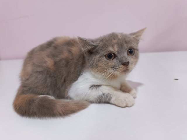 Lattē - British Shorthair Cat