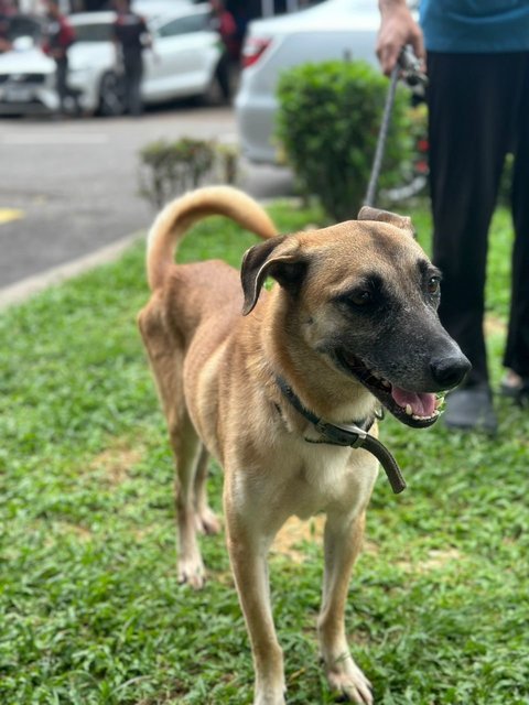 Joey - Mixed Breed Dog