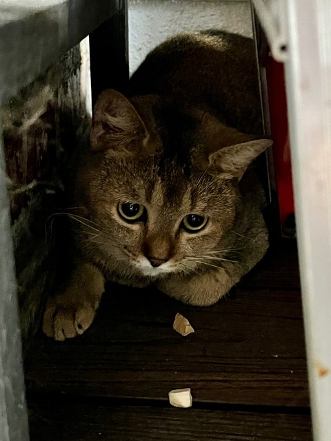 Nyet - British Shorthair + Domestic Short Hair Cat