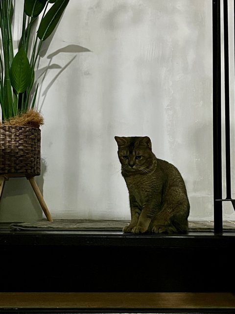 Nyet - British Shorthair + Domestic Short Hair Cat