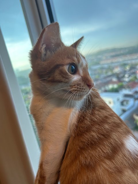 Coco - Tabby + American Shorthair Cat