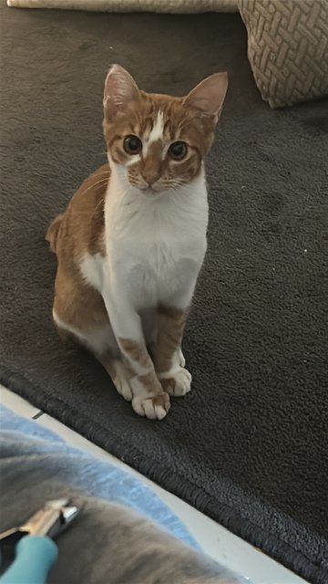Coco - Tabby + American Shorthair Cat