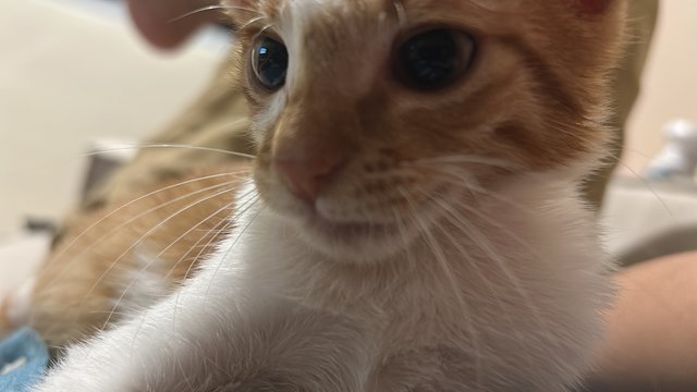 Coco - Tabby + American Shorthair Cat