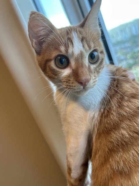 Coco - Tabby + American Shorthair Cat