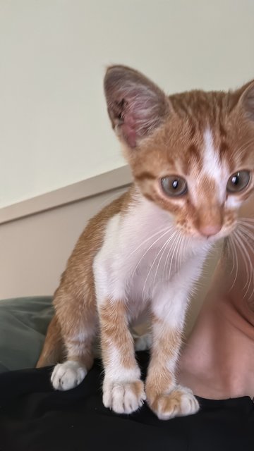 Coco - Tabby + American Shorthair Cat