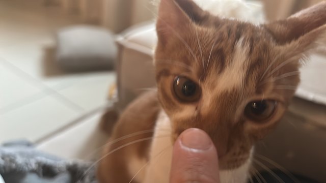 Coco - Tabby + American Shorthair Cat