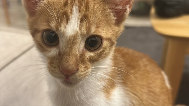 Coco - Tabby + American Shorthair Cat