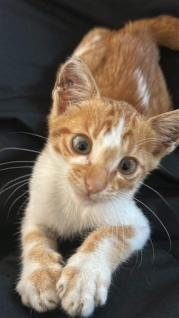 Coco - Tabby + American Shorthair Cat