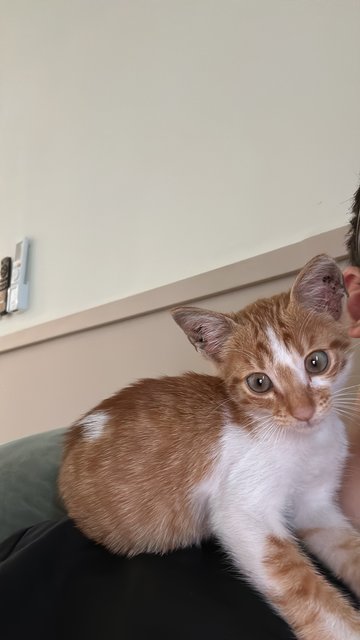 Coco - Tabby + American Shorthair Cat