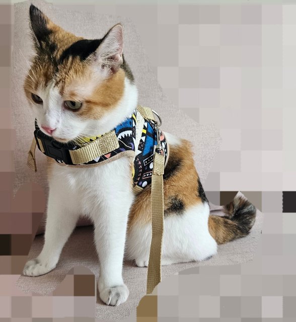 PF139117 - Calico + Domestic Short Hair Cat