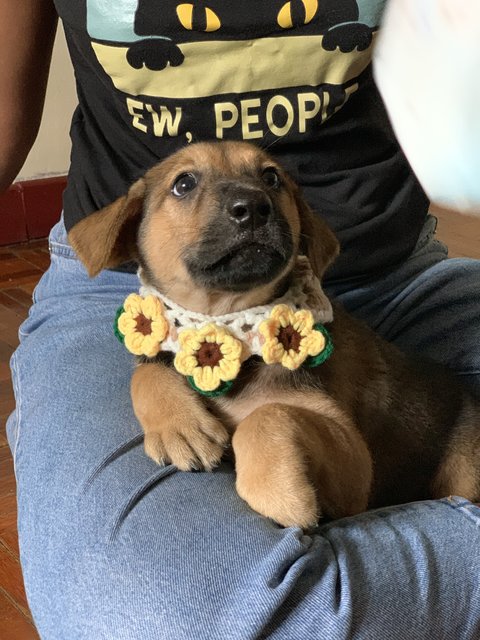 Kimbap - Labrador Retriever Mix Dog