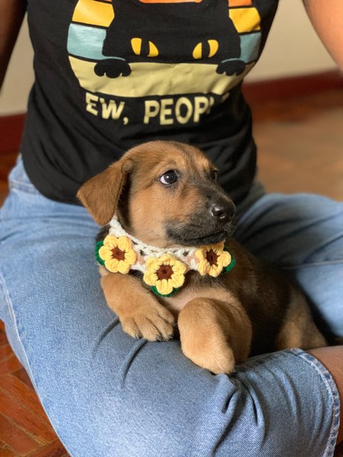 Kimbap - Labrador Retriever Mix Dog