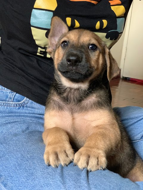 Kimbap - Labrador Retriever Mix Dog