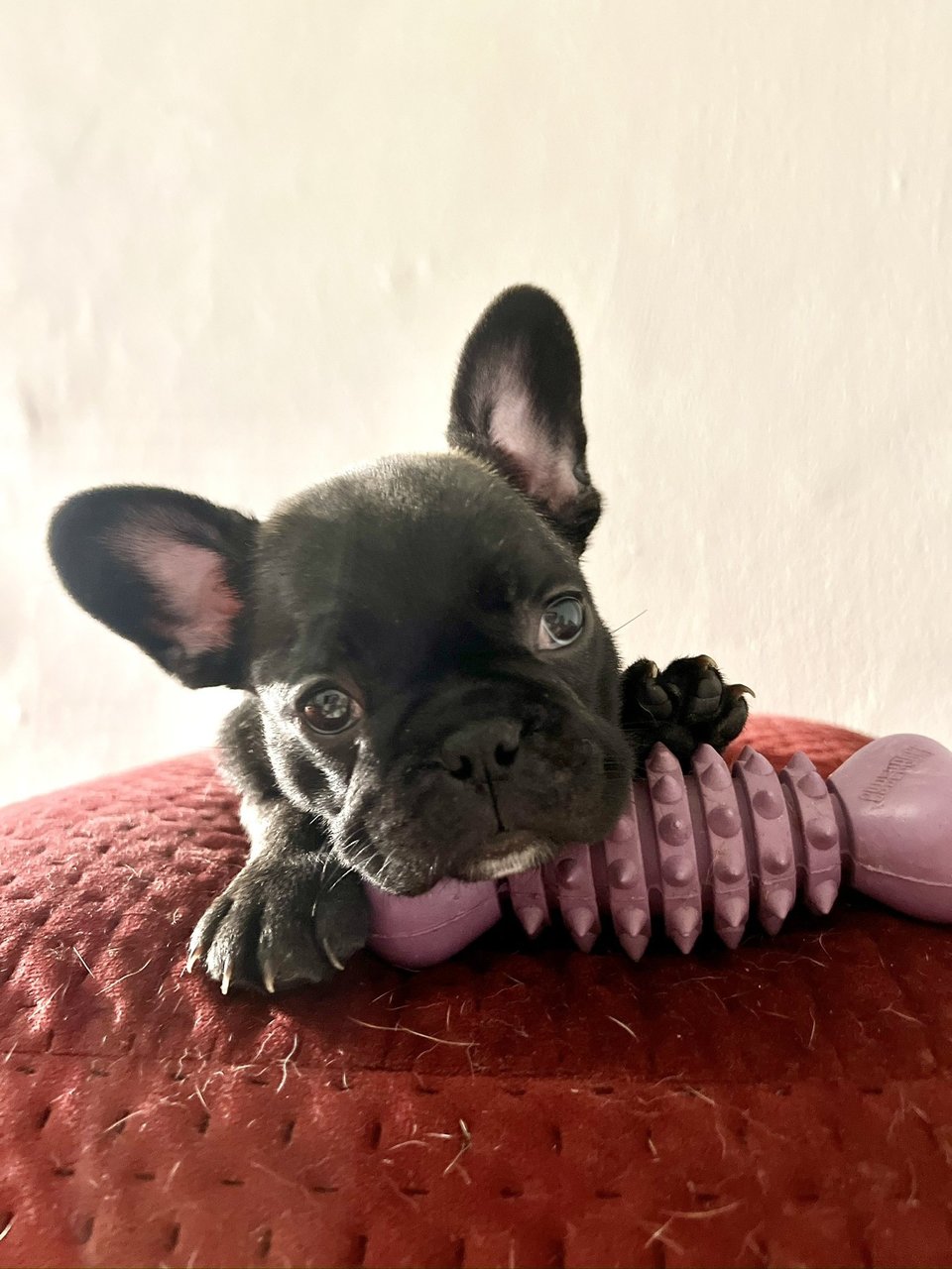 Athena - French Bulldog Dog