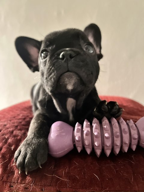 Athena - French Bulldog Dog