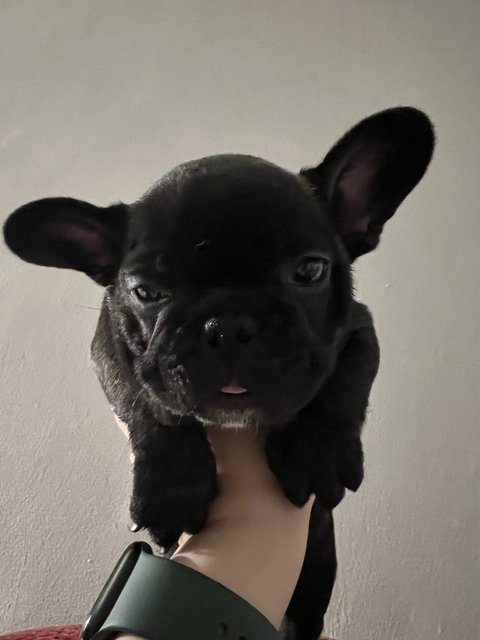 Athena - French Bulldog Dog