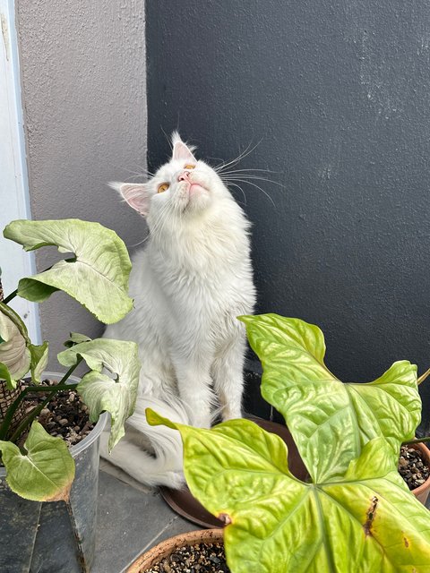 Lewis - Maine Coon Cat