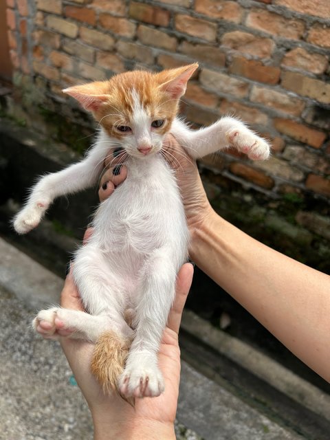 Oyen Boy - Domestic Short Hair Cat