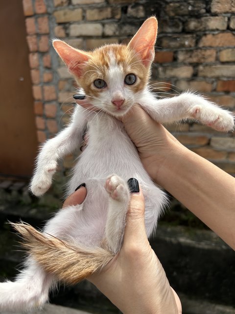 Garfield Boy - Domestic Short Hair Cat