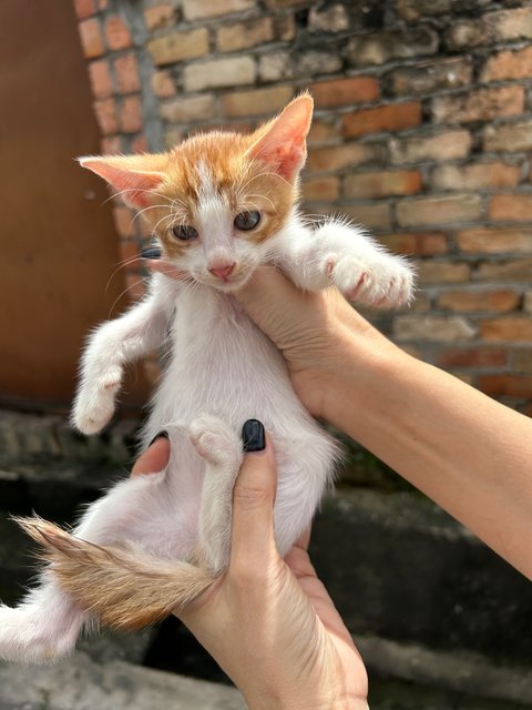 Garfield Boy - Domestic Short Hair Cat