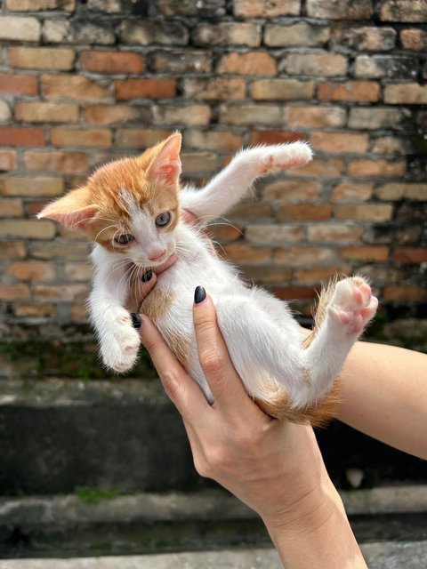 Garfield Boy - Domestic Short Hair Cat