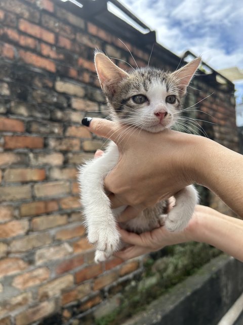 Buster - Domestic Short Hair Cat