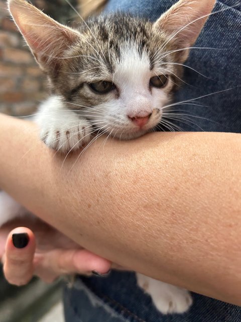 Buster - Domestic Short Hair Cat