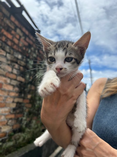 Buster - Domestic Short Hair Cat