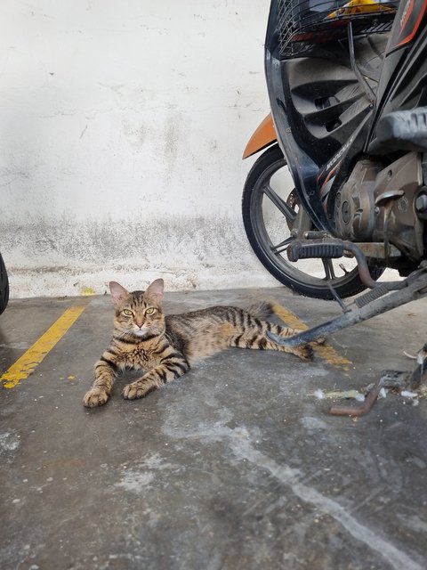 Kayden - Tabby Cat