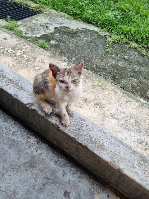 Sherry - Calico Cat