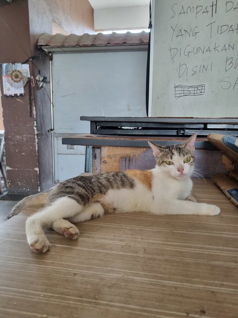 Sherry - Calico Cat