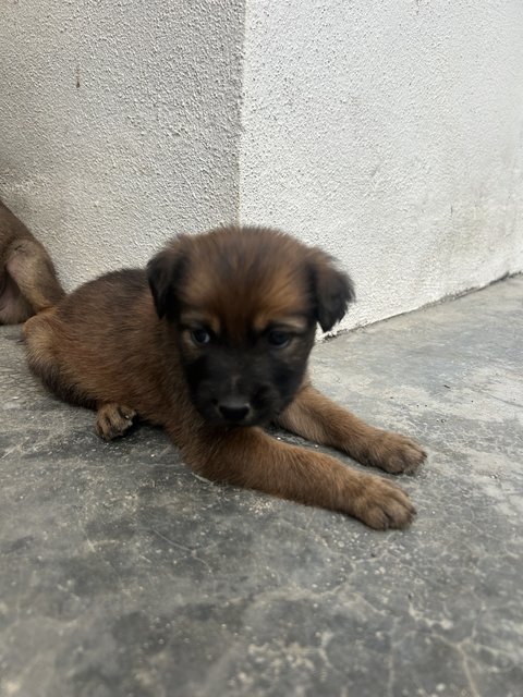 4 Beasts &amp; 2 Beauties - Mixed Breed Dog