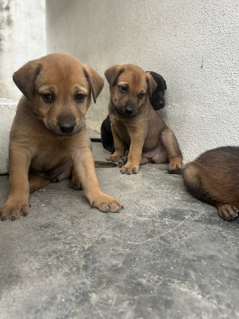 4 Beasts &amp; 2 Beauties - Mixed Breed Dog