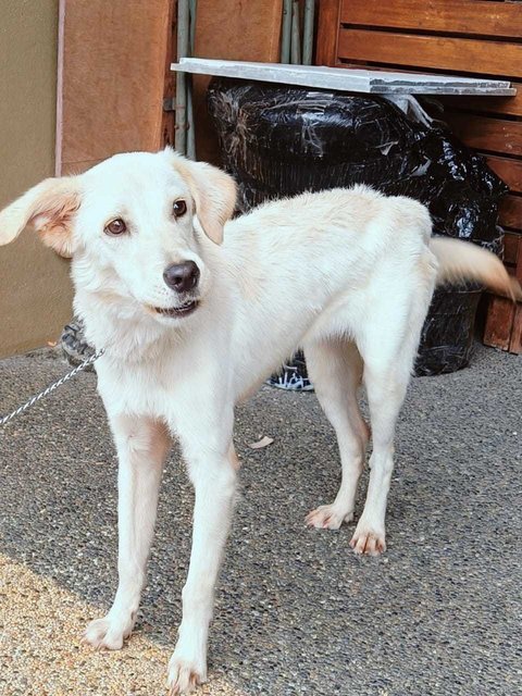 Honey.  - Golden Retriever Mix Dog