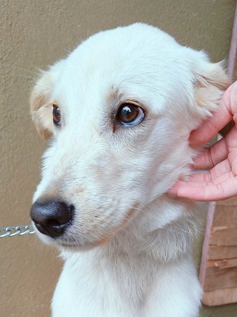 Honey.  - Golden Retriever Mix Dog