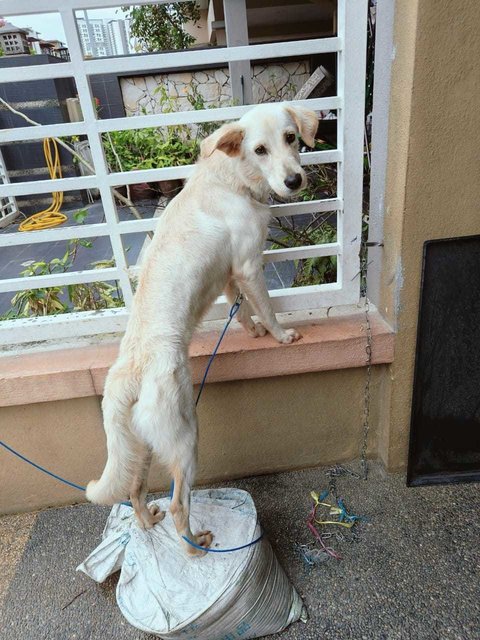 Honey.  - Golden Retriever Mix Dog