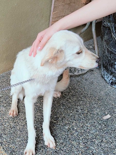 Honey.  - Golden Retriever Mix Dog