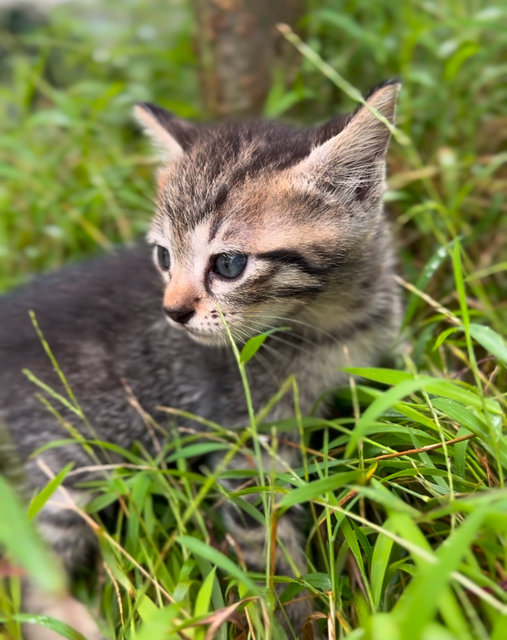 Hua Hua’s Babies - Domestic Medium Hair Cat