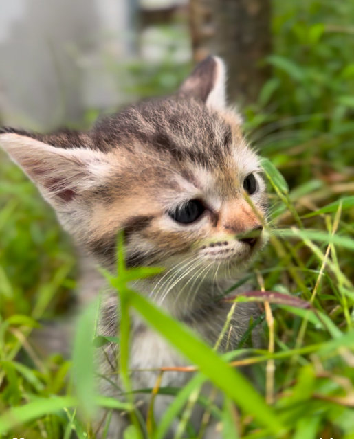 Hua Hua’s Babies - Domestic Medium Hair Cat