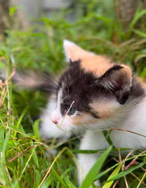 Hua Hua’s Babies - Domestic Medium Hair Cat