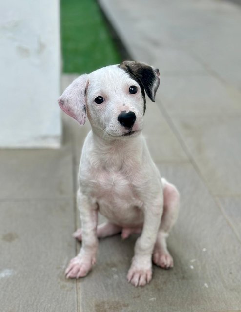 Stuart @ Stu  - Mixed Breed Dog