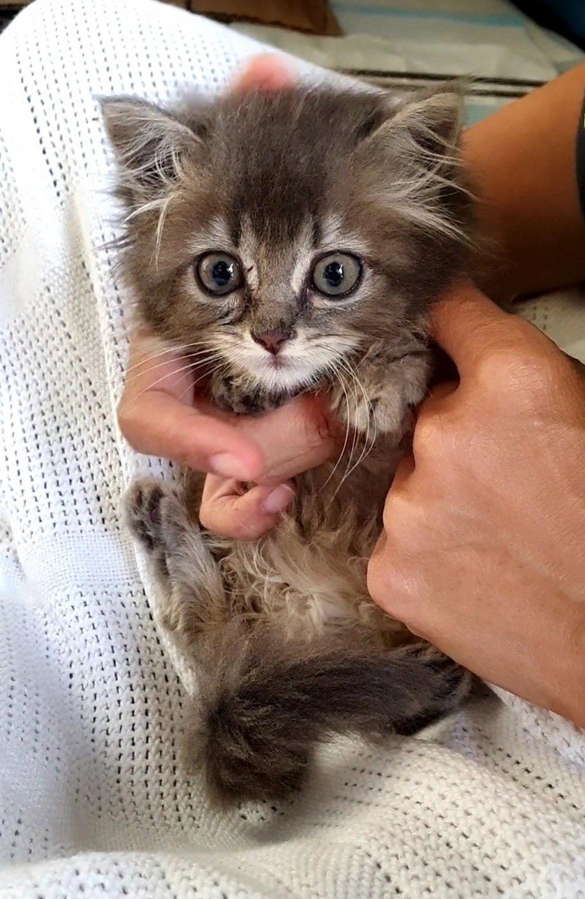 Spicy Floof - Domestic Medium Hair Cat