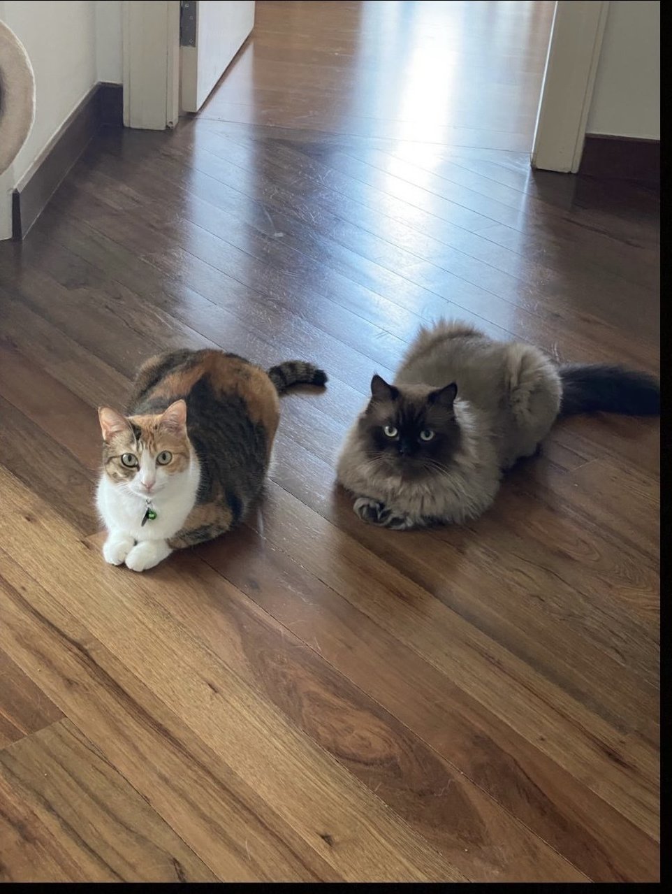 Lily And Greg - Domestic Short Hair + Persian Cat