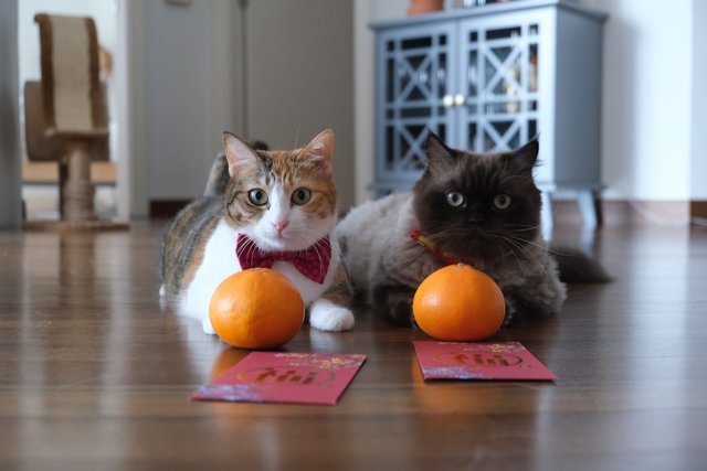 Lily And Greg - Domestic Short Hair + Persian Cat