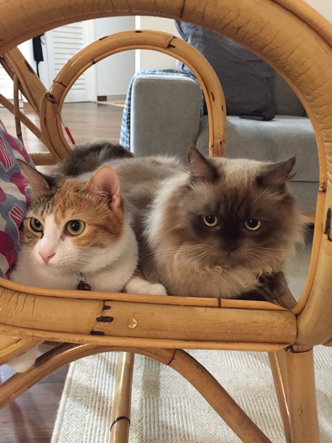 Lily And Greg - Domestic Short Hair + Persian Cat