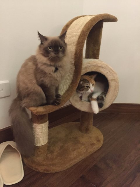 Lily And Greg - Domestic Short Hair + Persian Cat