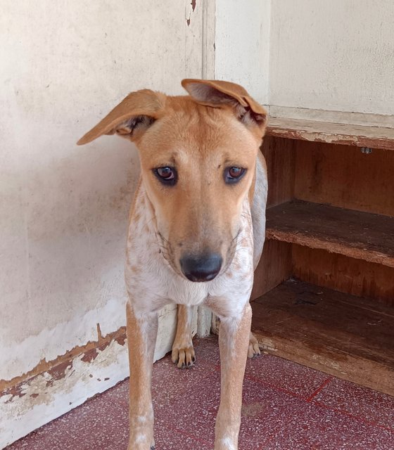 Lucy - Mixed Breed Dog