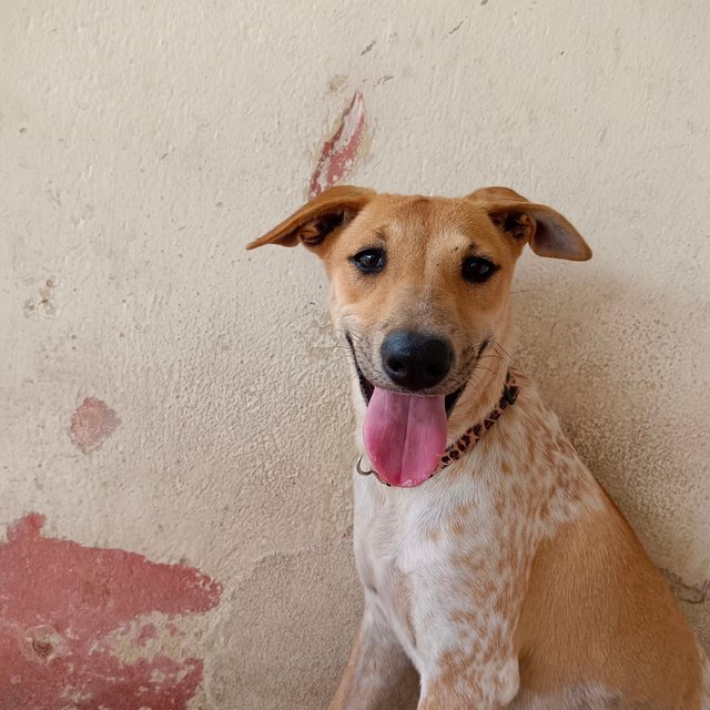 Lucy - Mixed Breed Dog